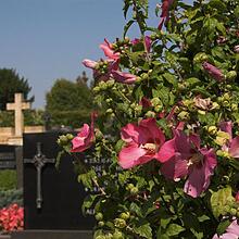 Friedhof, Bild 1582