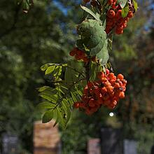 Friedhof, Bild 1424